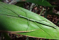Stick insect photo